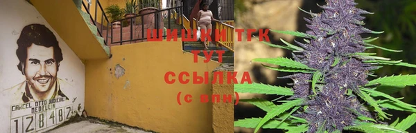 сатива Каменка